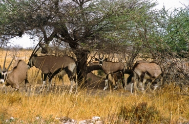 Oryx Antilopen im Etosha Nationalpark, Namibia
